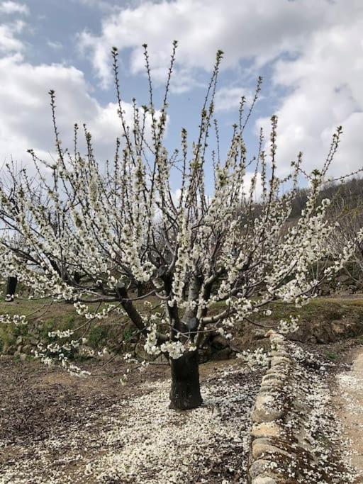 La Duquesa Del Valle كابيزويلا ديل فالي المظهر الخارجي الصورة